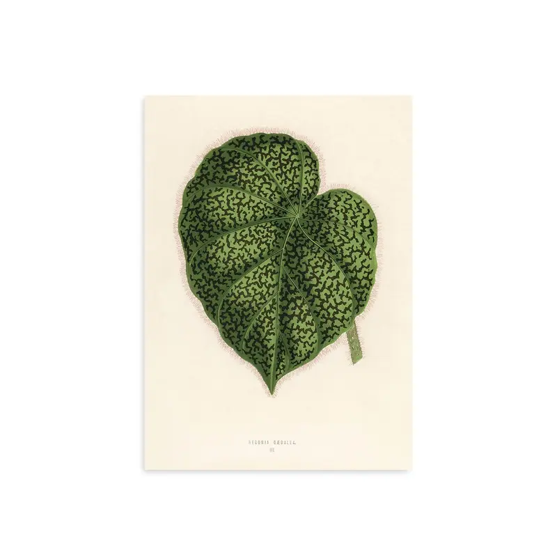 Single Green Leaf No. III