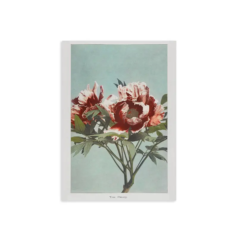 Tree Peony I